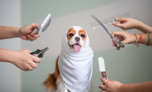 Top 10 Dog Grooming Tips for a Cleaner Puppy