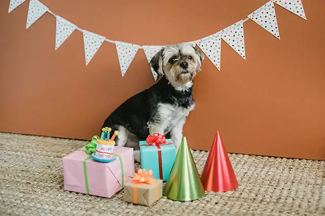 10 Ways to Surprise Your Birthday Dog