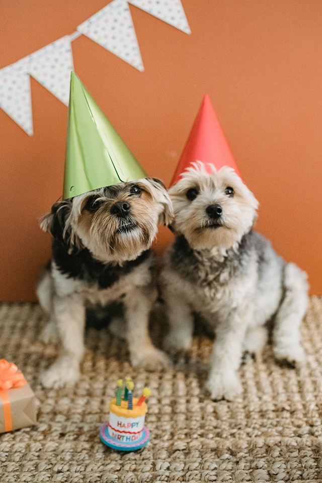 5 Best Dog Happy Birthday Party Ideas