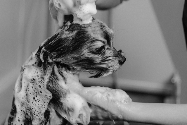 Best Dog Shampoos for Itchy Skin